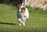 Laboni Hundespielzeug Wild Life - Spielzeug-Set für Hunde