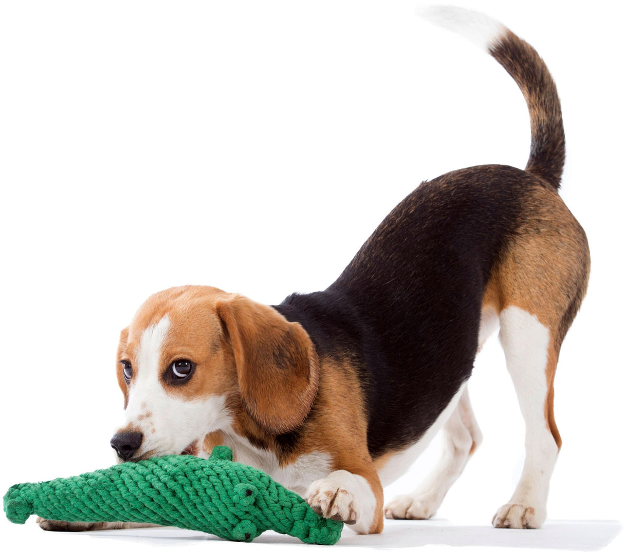 Laboni Hundespielzeug Wild Life - Spielzeug-Set für Hunde