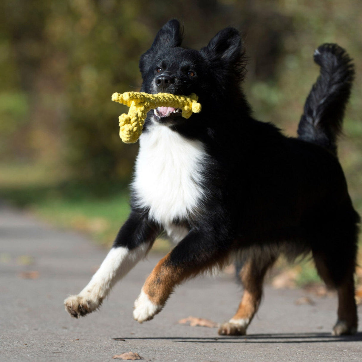 Laboni Hundespielzeug Wild Life - Spielzeug-Set für Hunde