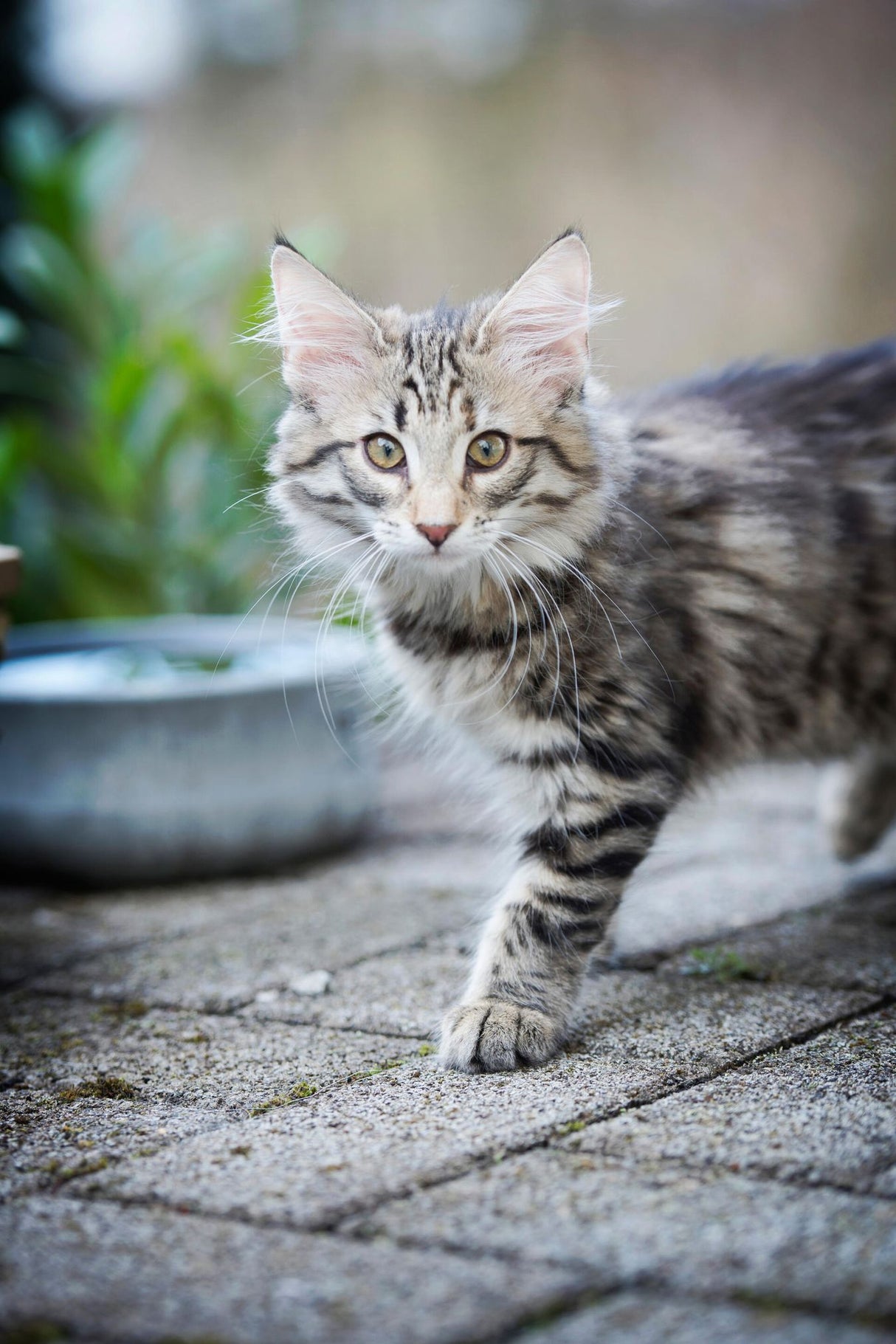 Laboni Napf ROCKY Hundenapf Futternapf für Hund & Katze aus Naturstein