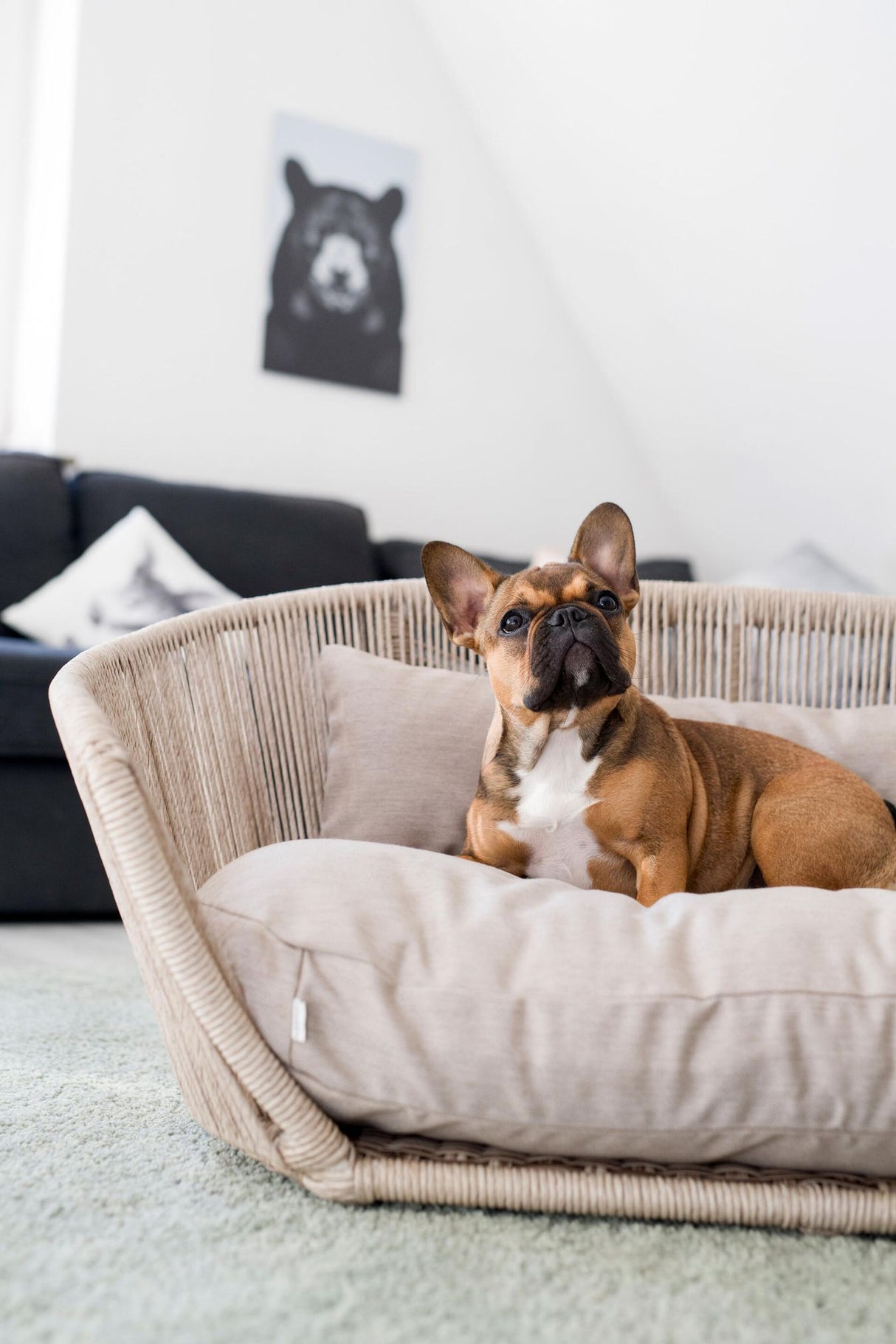 Laboni VOGUE Design-Hundebett SMOOTH