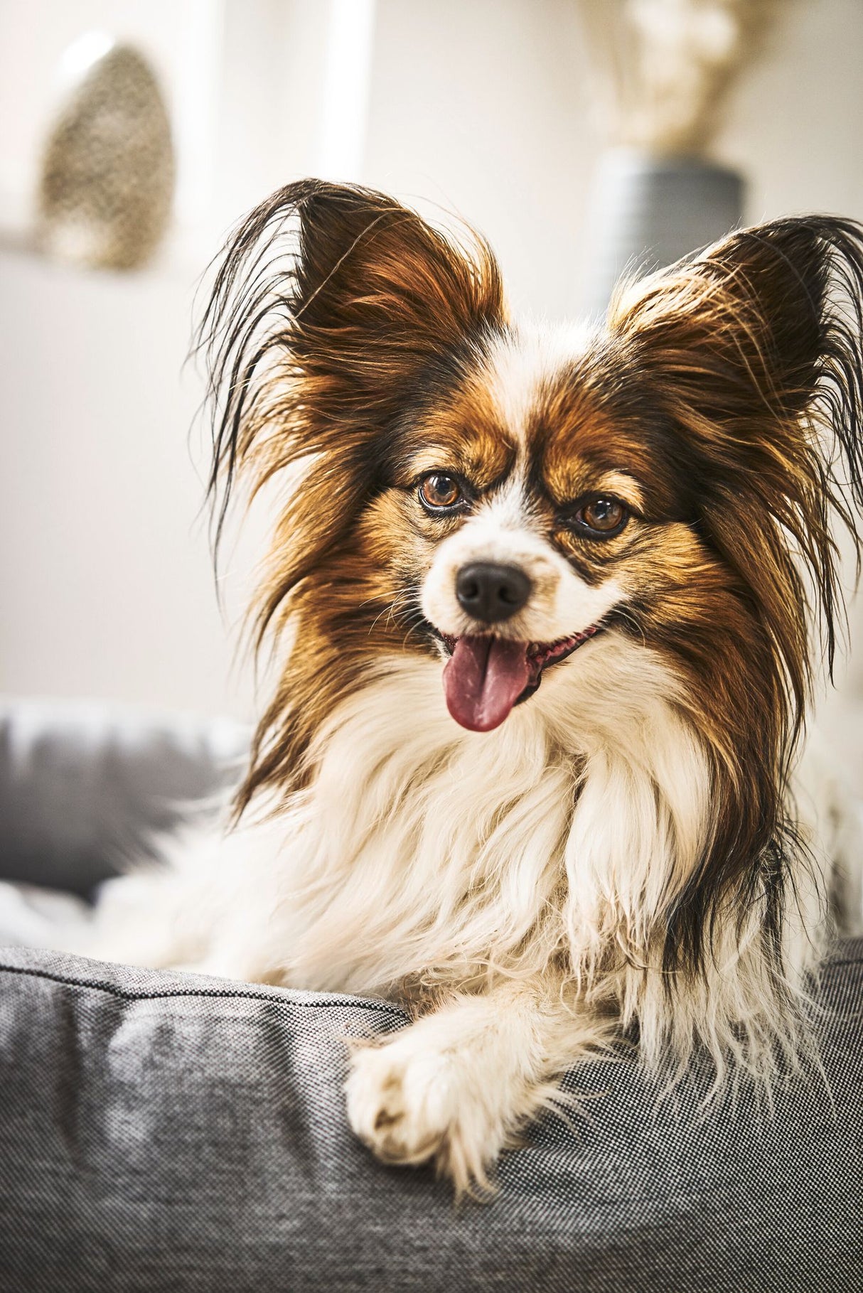 Laboni CLASSIC Hundebett  SMOOTH