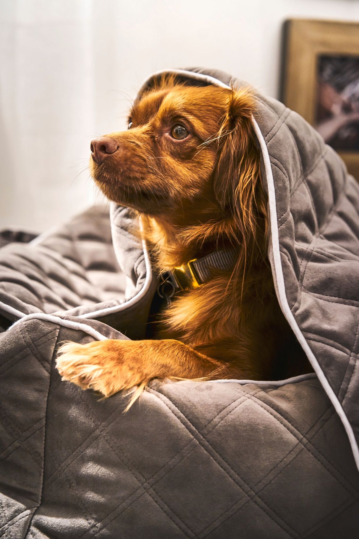 Laboni CLASSIC Hundebett OXFORD edle Steppstoff aus anschmiegsamem Samt