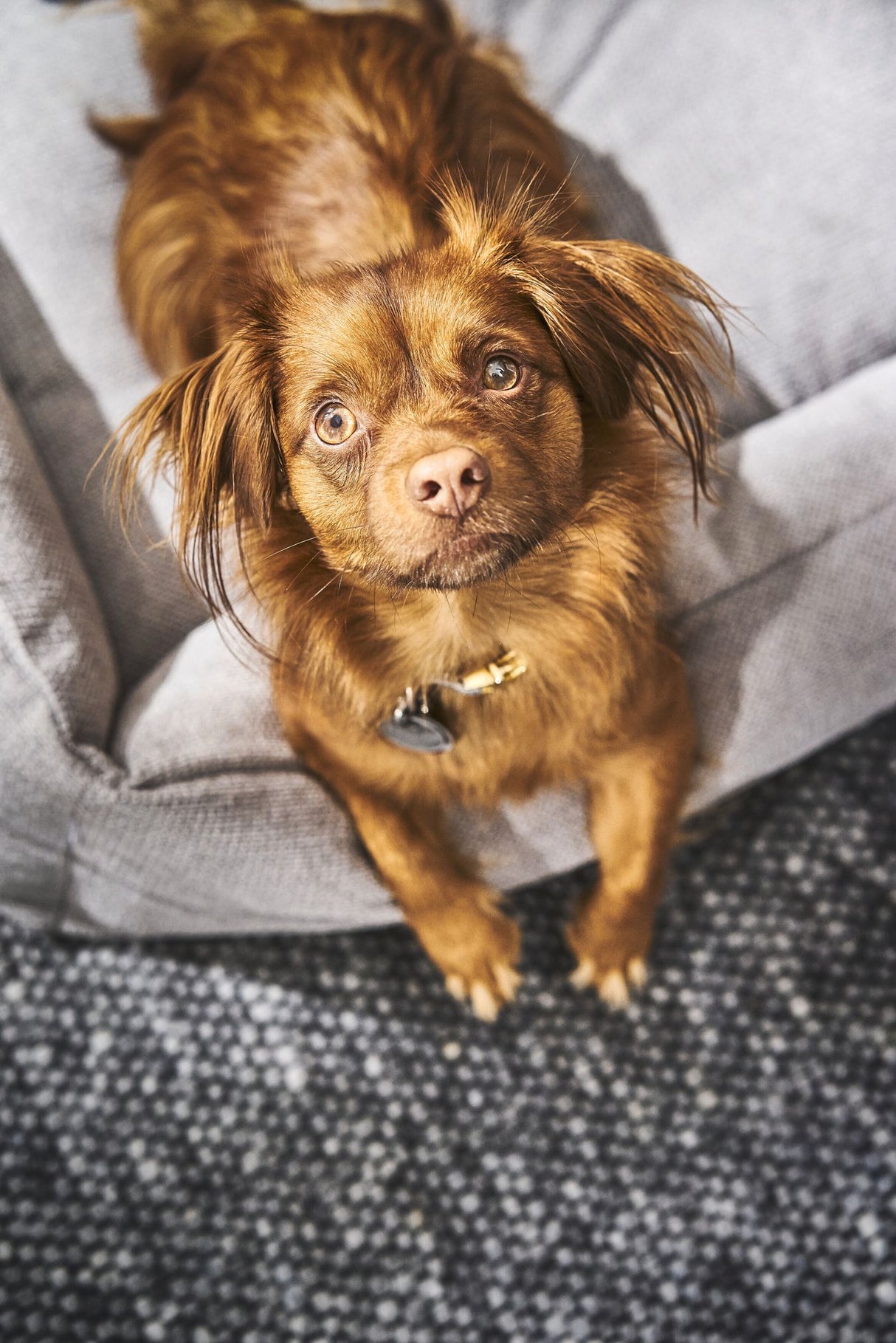 Laboni CLASSIC Hundebett TUDOR aus sehr pflegeleichtem Möbelstoff