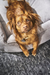 Laboni CLASSIC Hundebett TUDOR aus sehr pflegeleichtem Möbelstoff