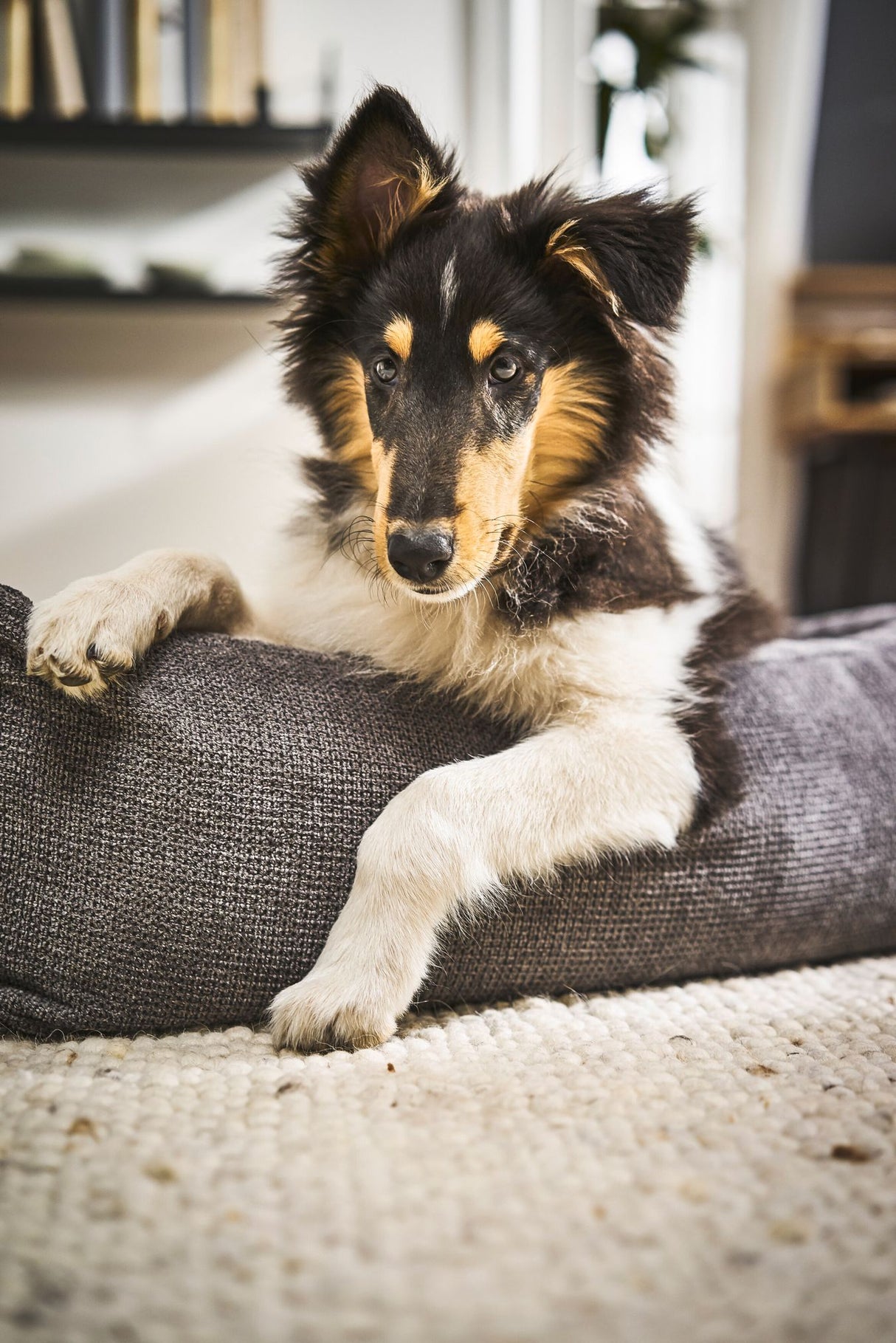 Laboni CLASSIC Hundebett TUDOR aus sehr pflegeleichtem Möbelstoff