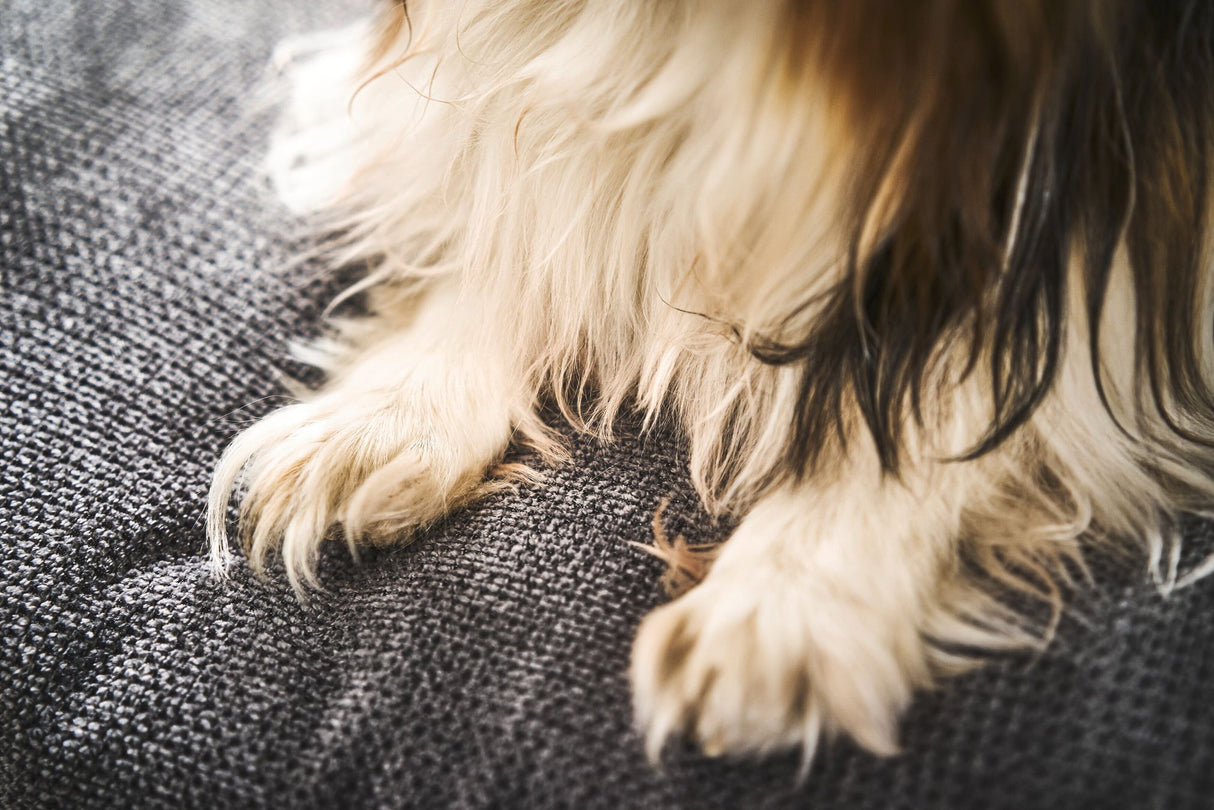 Laboni CLASSIC Hundebett TUDOR aus sehr pflegeleichtem Möbelstoff