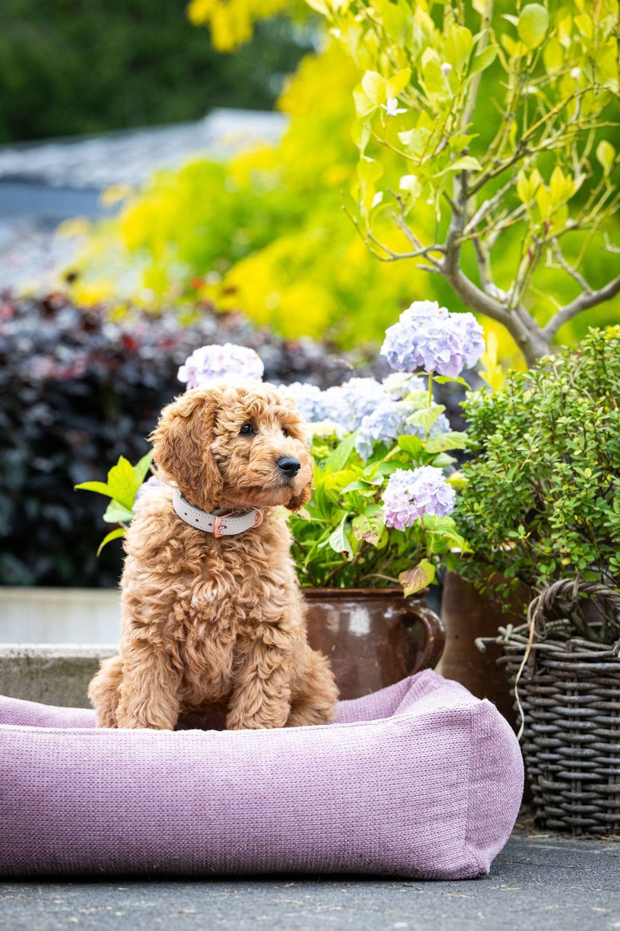 Laboni CLASSIC Hundebett TUDOR aus sehr pflegeleichtem Möbelstoff