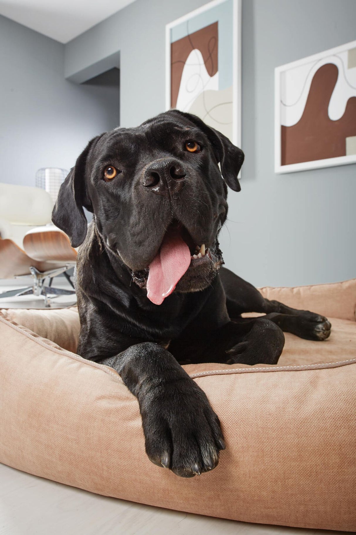 Laboni ORTHO Hundebett GLAM robust & pflegeleicht dank Lotus-Effekt