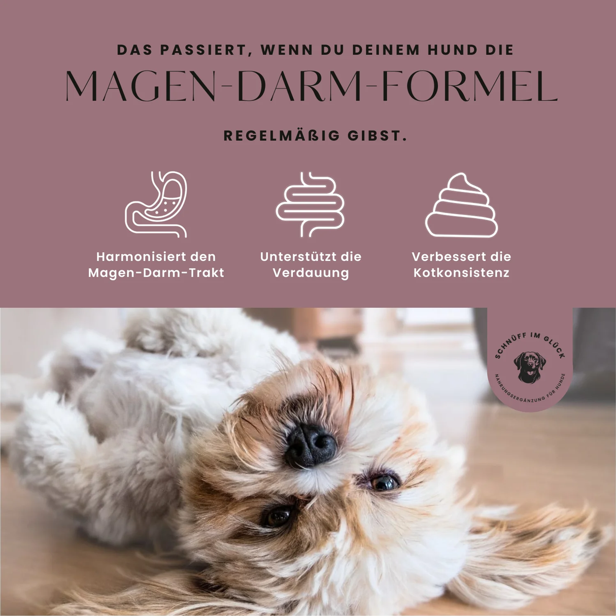 Magen-Darm-Formel Premium- Leckerlis für die Verdauung
