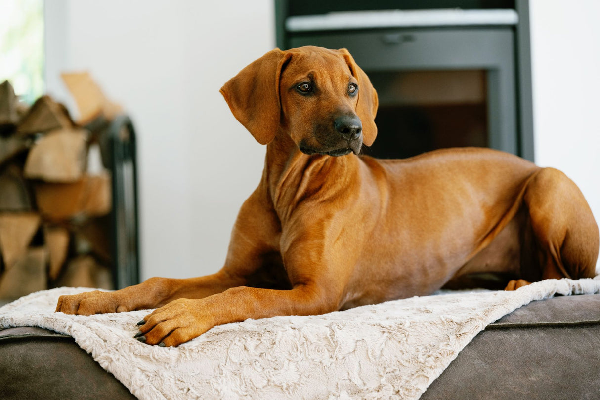 Laboni Hundedecke COZY - Edle Webpelz-Hundedecke