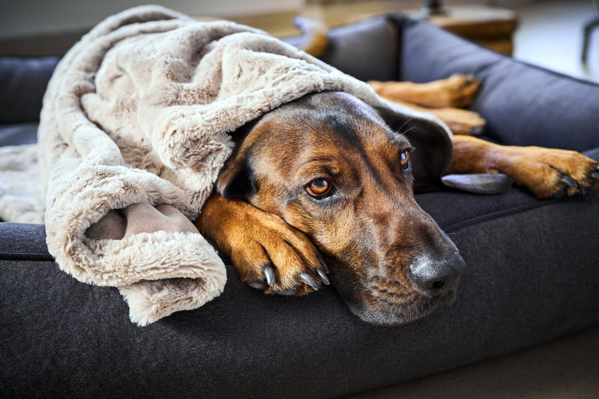 Laboni Hundedecke COZY - Edle Webpelz-Hundedecke