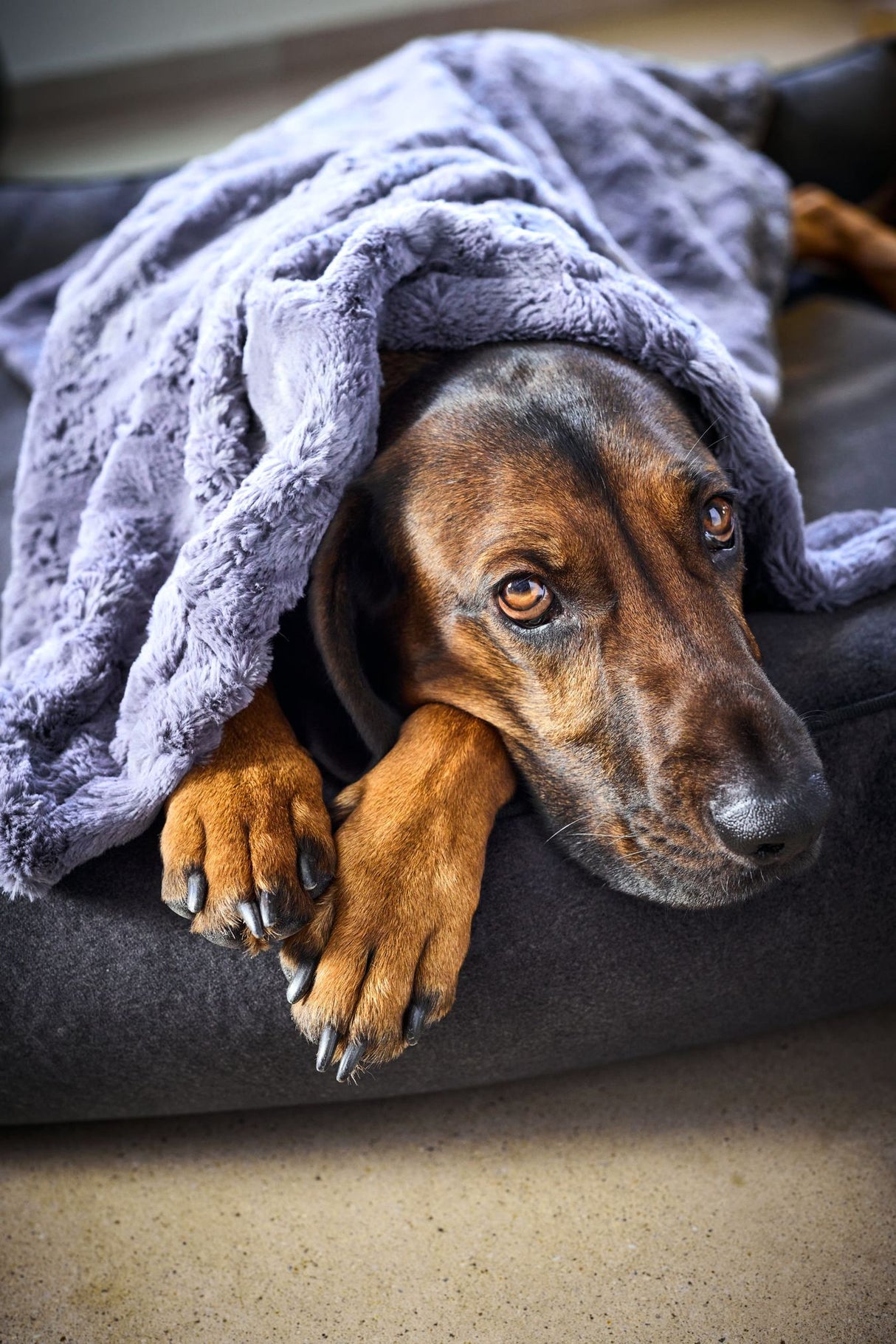 Laboni Hundedecke COZY - Edle Webpelz-Hundedecke