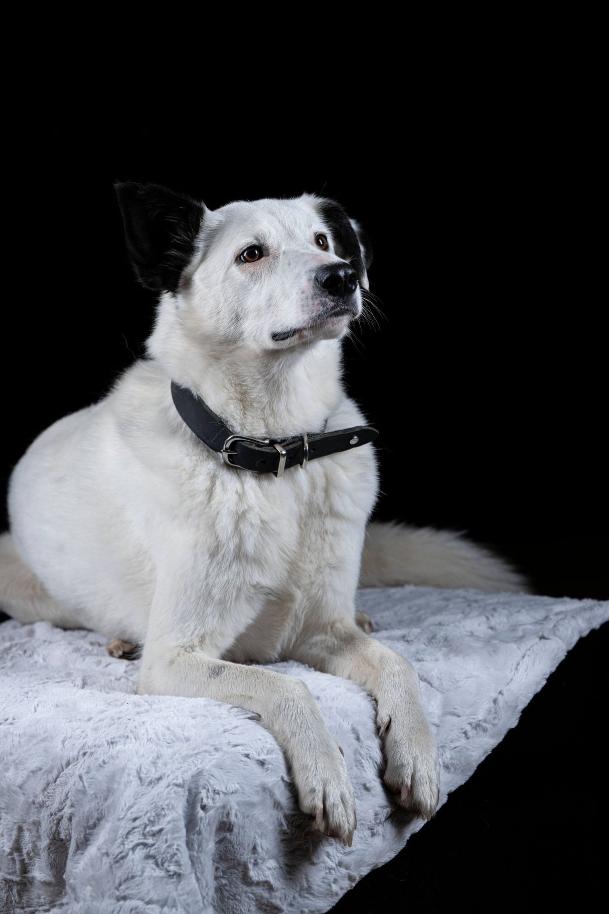 Laboni Hundedecke COZY - Edle Webpelz-Hundedecke