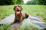 Laboni Hundedecke TEDDY Multifunktions-Decke "Teddyfell" Bouclé-Look
