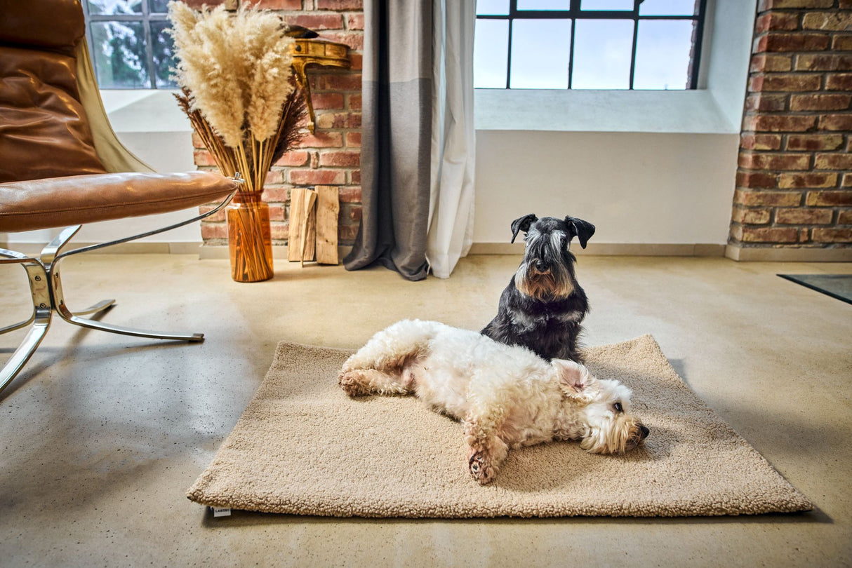 Laboni Hundedecke TEDDY Multifunktions-Decke "Teddyfell" Bouclé-Look