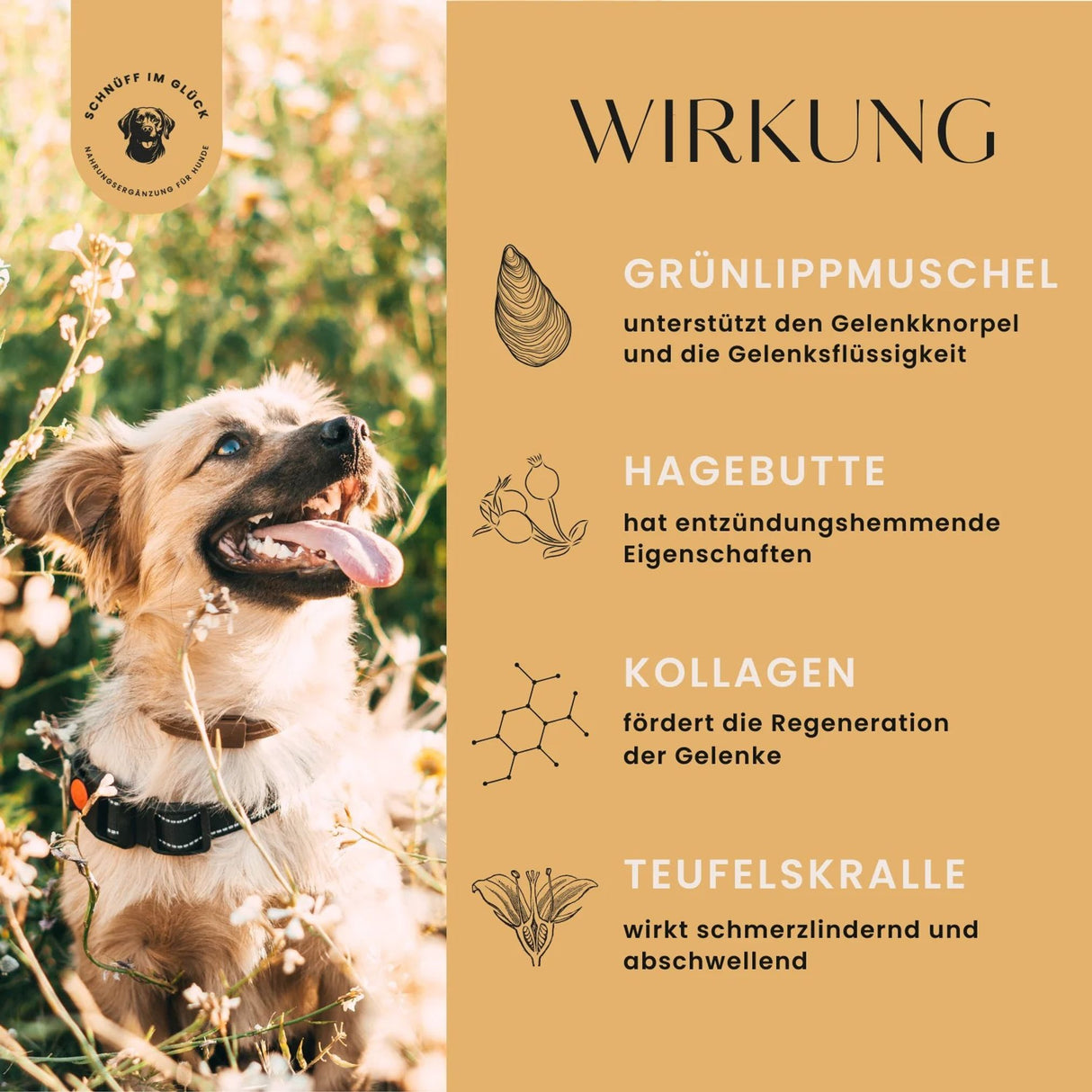 Gelenk-Plus-Formel Premium-Leckerlis für die Gelenke & Knochen