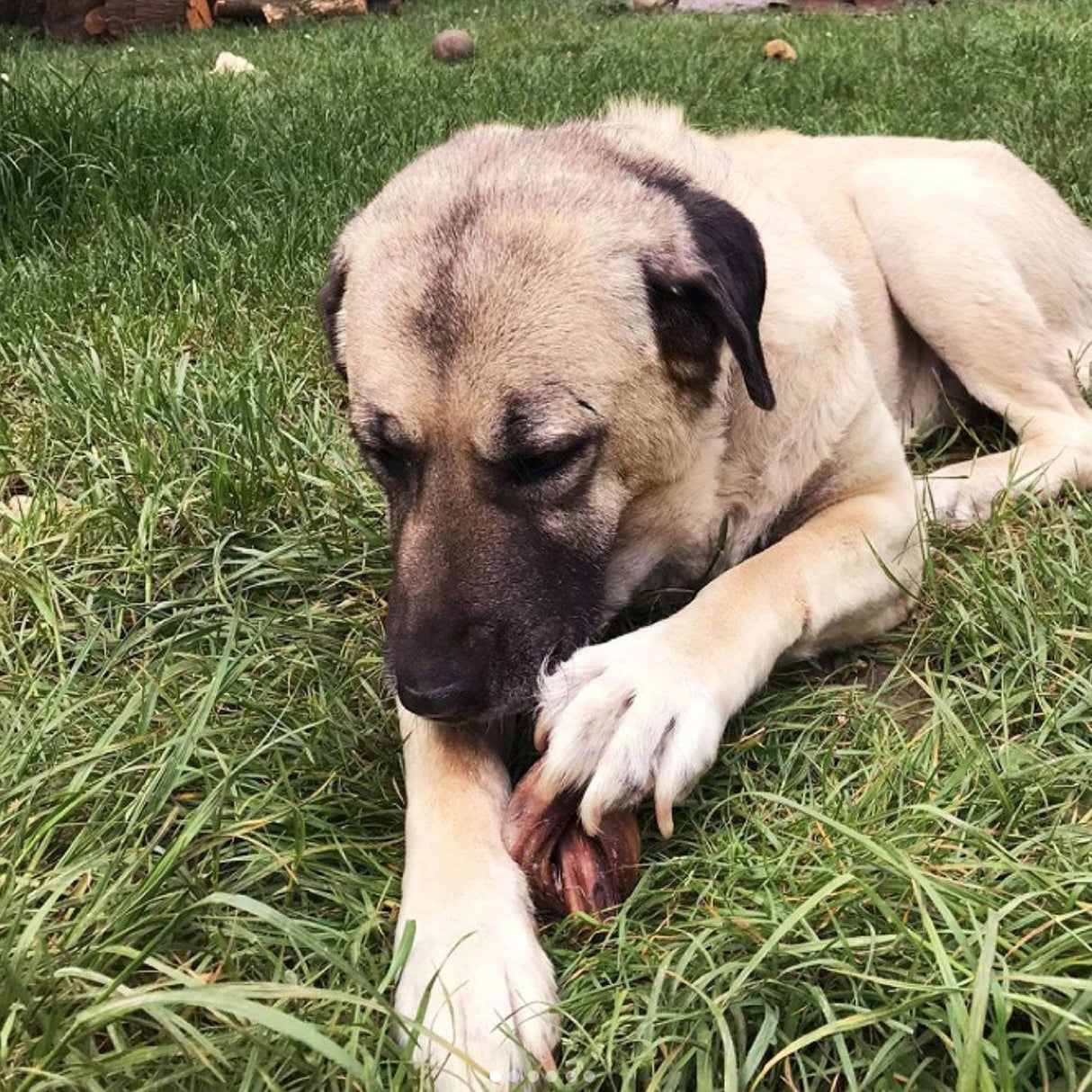 Carnello Leckerli für Hunde Wilder Stier 1Knoten