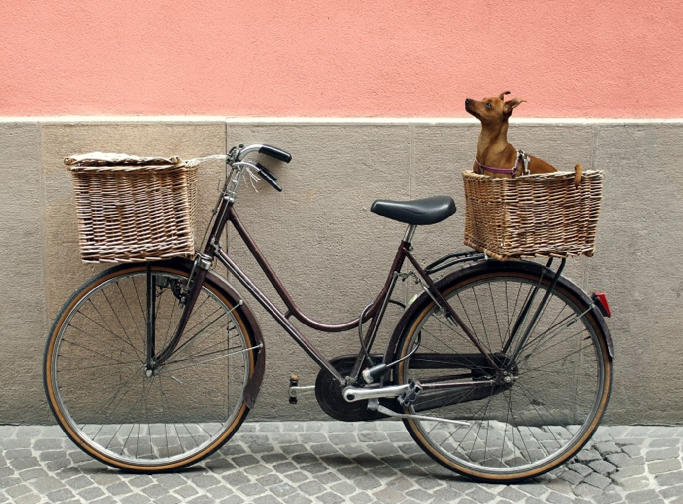 Hundekorb für Fahrrad